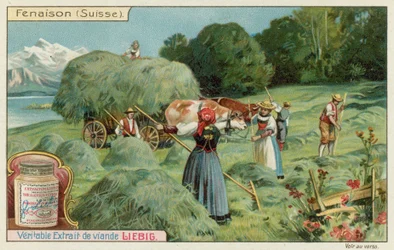 Haymaking in Switzerland