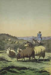 Heaths of Central Europe: shepherd and sheepdog with Moorland and Merino sheep