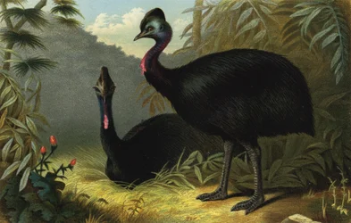 Southern Cassowary