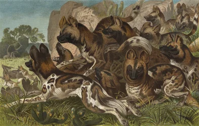 Hianenhund