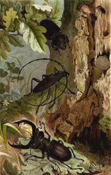 Stag Beetle and Longhorn Beetle