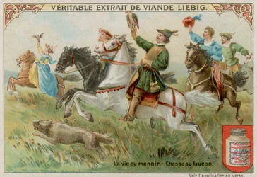 Hunting with Falcons