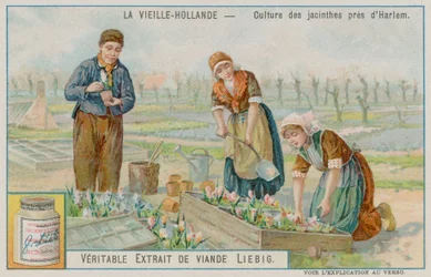 Hyacinth Crop Near Haarlem