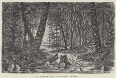 Imaginary View of a Forest of the Coal Period