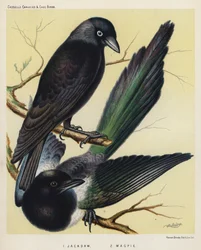 Jackdaw, Magpie