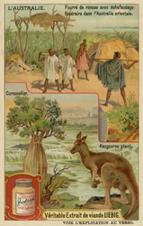 Kangaroo, Sugar-Apple Tree and a Funeral Bier with Covering