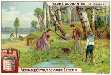Lily of the Valley