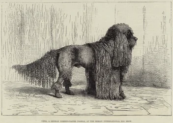 Nero, a German Corded-Coated Poodle, at the Berlin International Dog Show