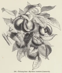 Nutmeg-tree, Myristica moschata, Lamarck