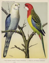 Pale-Headed or Mealy Rosella Parrakeet, Rose-Hill or Rosella Parrakeet, Hen