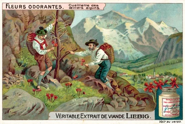 Picking alpine dianthus