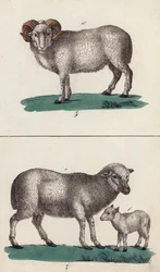 Ram, Sheep and Lamb