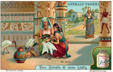 Sacred Ibis in Ancient Egypt