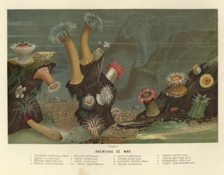 Sea Anemones