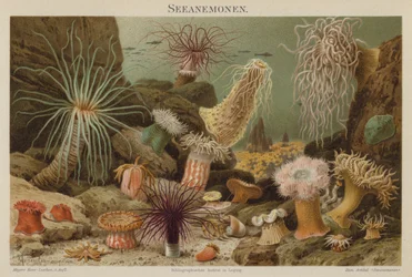 Sea Anemones