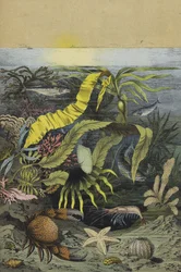 Sea life of the North Sea