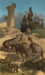 Striped Hyena