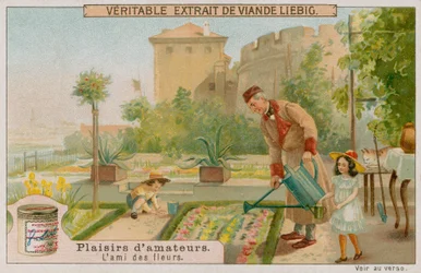 The Amateur Gardener