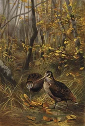 Woodcock