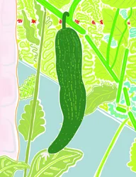 First Cucumber