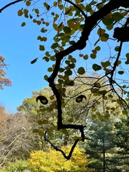 Smiling Tree Branch Face