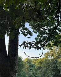 Tree With Smiling Eyes