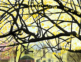 Yellow Blooming Tree, Brooklyn