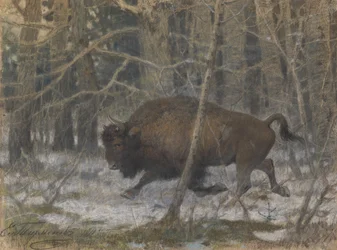 The wood bison