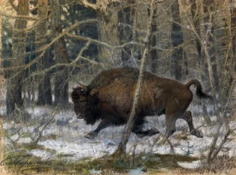 The Wood Bison