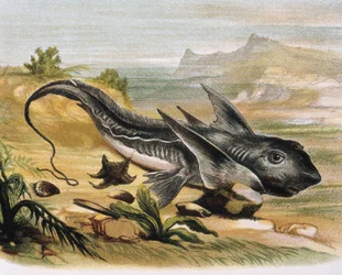 Chimaera (Chimaera arctica) (engraving after a drawing by F. Padro)