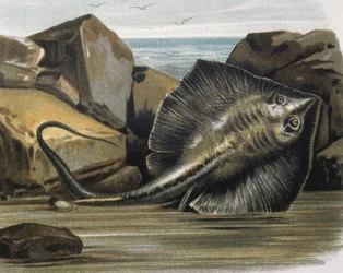 Common stingray (Trygon pastinaca)
