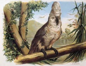 White Cockatoo. Engraving after a drawing by a F.Padro