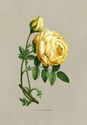 Rose Sulfureuse