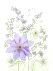 Delicate Lavender Blooms