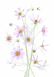 Ethereal Pink Cosmos