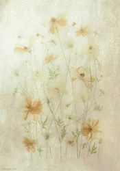 Faded Poppy Field