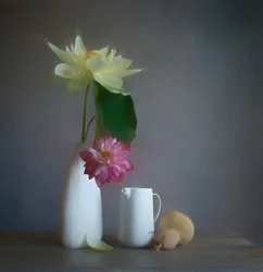 Soft Lotus Still Life