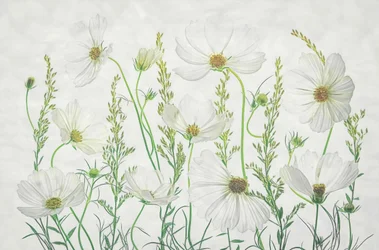 White Cosmos Meadow