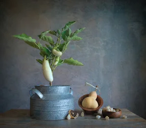 White Eggplant Still Life