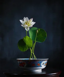 White Lotus Serenity