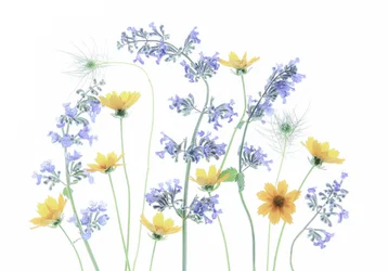 Wild Meadow Blooms