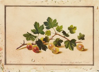 Gooseberries, 1818