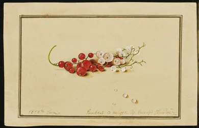 Red and White Currants