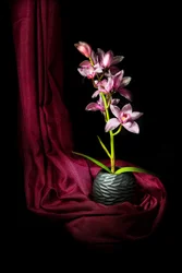 Elegant Pink Orchid