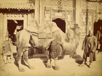 Bactrian Camel with Handler