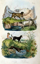 Alpine Dogs