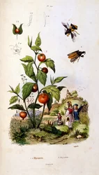 Botanical and zoological illustration from Dictionnaire pittoresque d