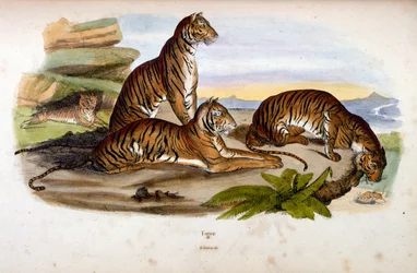 Botanical and zoological illustration from Dictionnaire pittoresque d