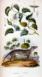 Botanical and zoological illustration from Dictionnaire pittoresque d