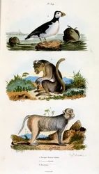 Botanical and zoological illustration from Dictionnaire pittoresque d
